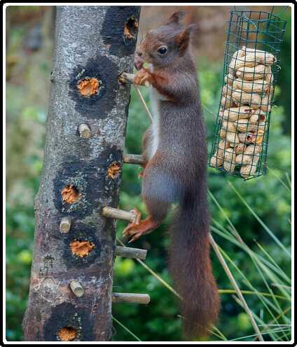 50: 181124-090356_Eekhoorn<br>24-11-2018