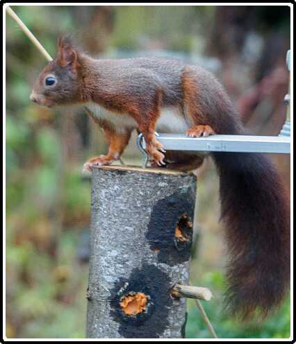 53: 181124-090403_Eekhoorn<br>24-11-2018