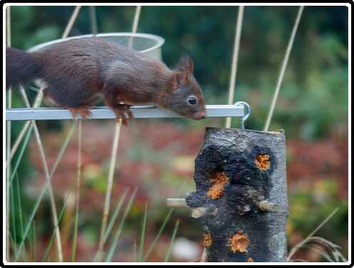 54: 181124-090421_Eekhoorn<br>24-11-2018