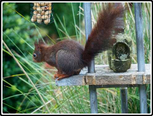 55: 181124-090443_Eekhoorn<br>24-11-2018