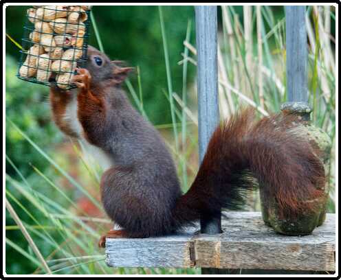 56: 181124-090447_Eekhoorn<br>24-11-2018