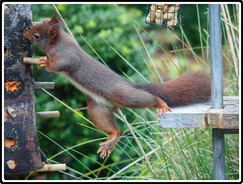 57: 181124-090618_Eekhoorn<br>24-11-2018