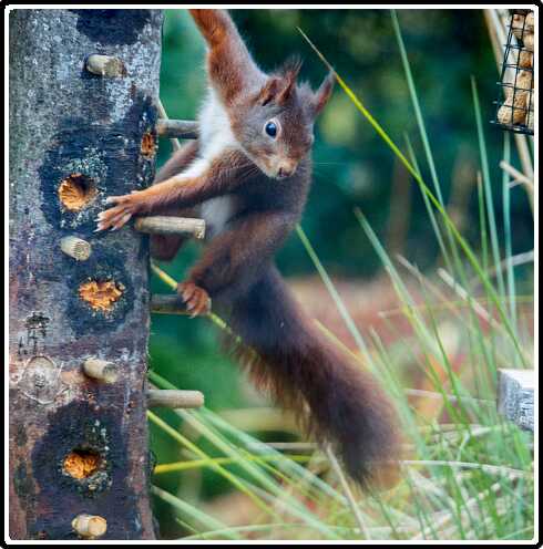 58: 181124-094335_Eekhoorn-2<br>24-11-2018