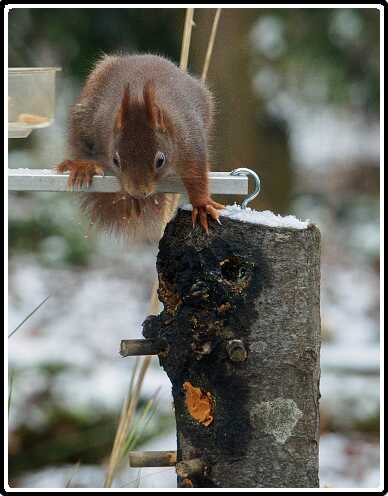 59: 181216-122825_Eekhoorn<br>16-12-2018