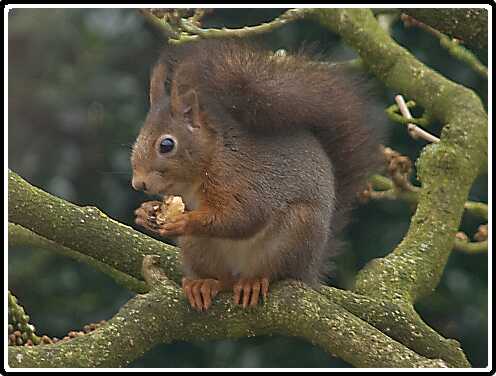 1: 2008 12 15_Eekhoorn_1956-SharpenAI-motion<br>15-12-2008