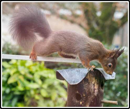 62: 210310-103443_tuin<br>10-03-2021