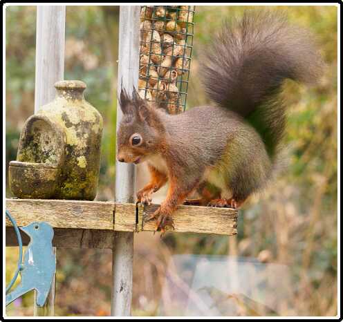 60: 210310-103529_tuin<br>10-03-2021