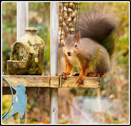 61: 210310-103537_tuin<br>10-03-2021