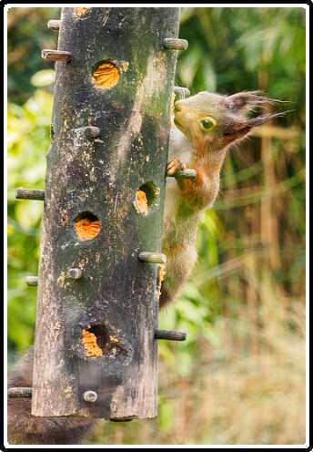 63: 210310-103749_tuin<br>10-03-2021