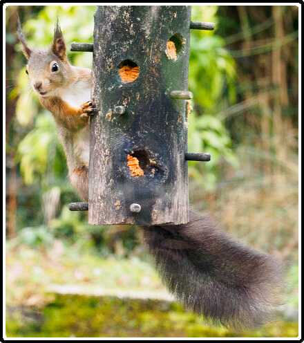 64: 210310-103809_tuin<br>10-03-2021