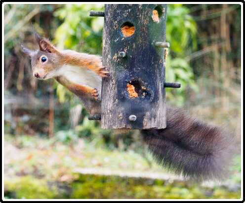 65: 210310-103811_tuin<br>10-03-2021