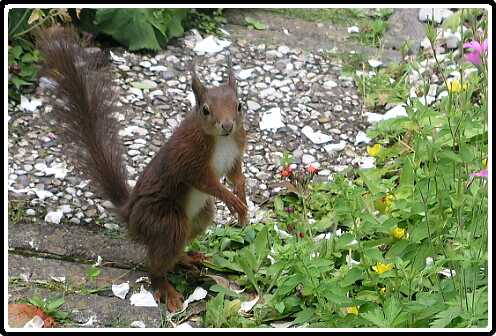 14: Eekhoorn_040624_5595-SharpenAI-focus<br>24-06-2004