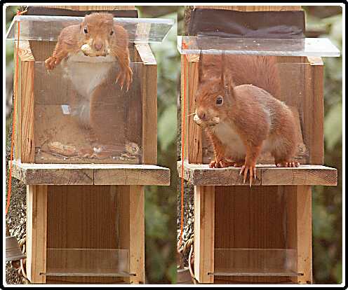 15: Eekhoorn_130406_03<br>06-04-2013