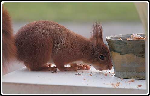 34: Eekhoorn_130418_03-SharpenAI-focus<br>18-04-2013