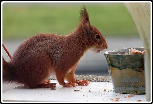 35: Eekhoorn_130418_04-SharpenAI-focus<br>18-04-2013