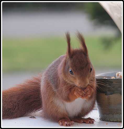 38: Eekhoorn_130418_07-SharpenAI-focus<br>18-04-2013