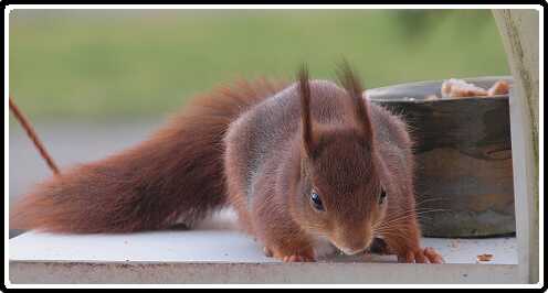 40: Eekhoorn_130418_09-SharpenAI-focus<br>18-04-2013