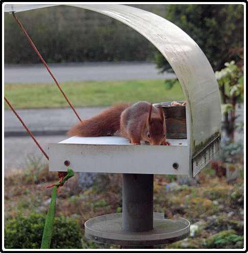 41: Eekhoorn_130418_10<br>18-04-2013