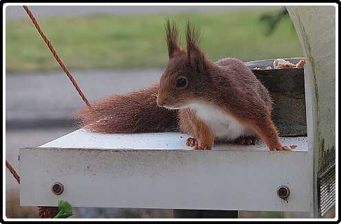 42: Eekhoorn_130418_11-SharpenAI-focus<br>18-04-2013