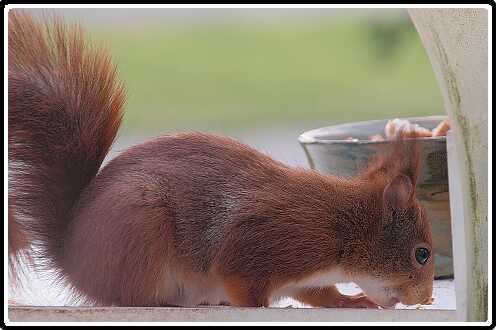 43: Eekhoorn_130418_12-SharpenAI-focus<br>18-04-2013