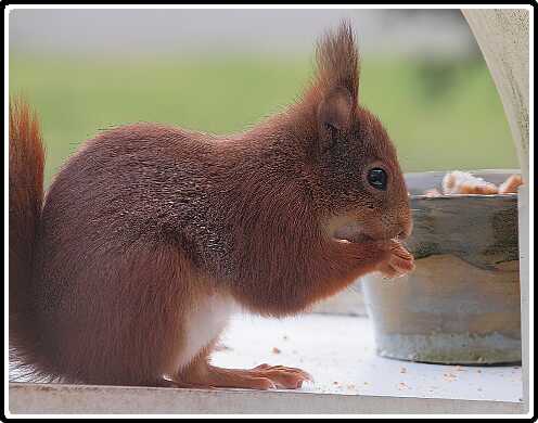 44: Eekhoorn_130418_13-SharpenAI-focus<br>18-04-2013