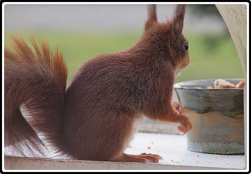 45: Eekhoorn_130418_14-SharpenAI-focus<br>18-04-2013