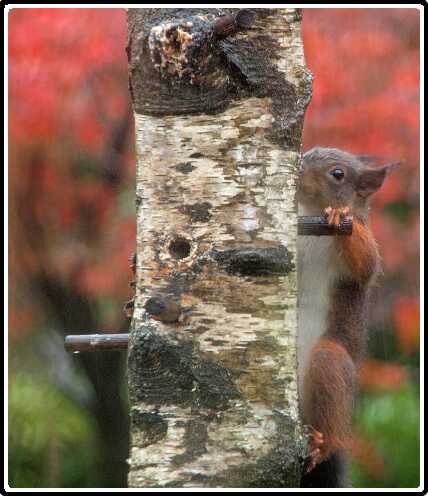 46: Eekhoorn_131104_1<br>04-11-2013