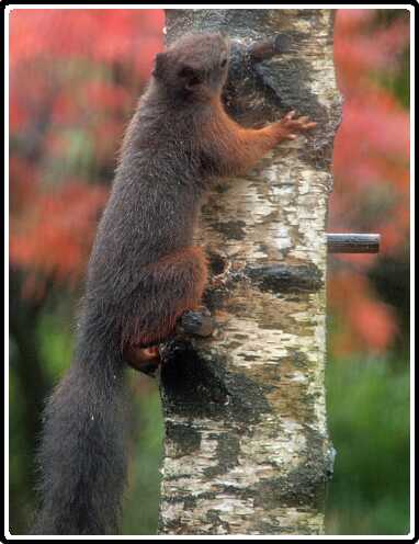 47: Eekhoorn_131104_2<br>04-11-2013