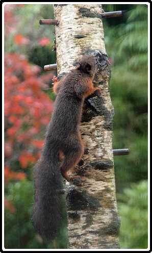 48: Eekhoorn_131104_3<br>04-11-2013