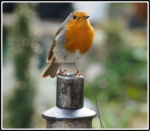 1: 190330-162937_Roodborstje<br>30-03-2019