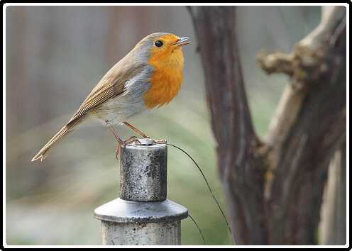 2: 190330-162953_Roodborstje<br>30-03-2019