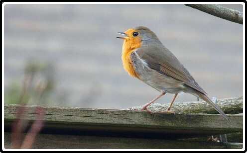 3: 190330-163516_Roodborstje<br>30-03-2019