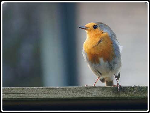 5: 190330-163606_Roodborstje<br>30-03-2019