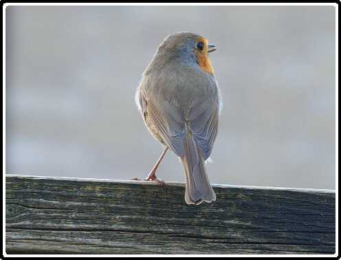 6: 190330-163711_Roodborstje<br>30-03-2019