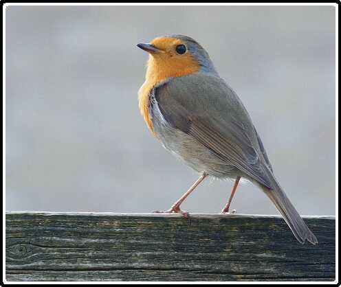 7: 190330-163737_Roodborstje<br>30-03-2019