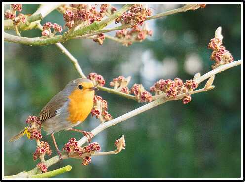 8: 190330-163957_Roodborstje<br>30-03-2019