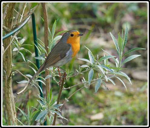 9: 190330-164016_Roodborstje<br>30-03-2019