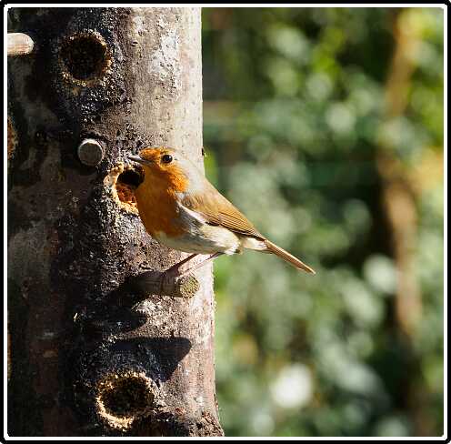 19: 190415-162936_Voederpaal<br>15-04-2019