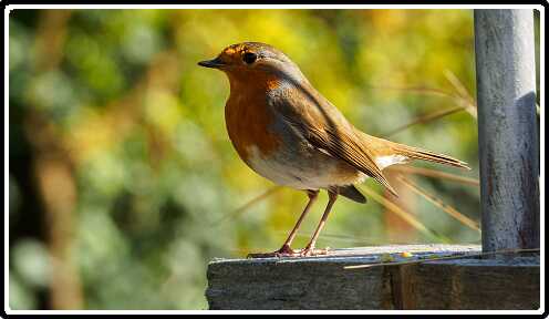 20: 190415-162946_Voederpaal<br>15-04-2019