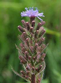 Alpensla / Cicerbita Alpina