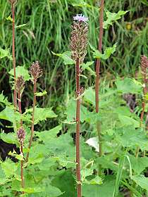 Alpensla / Cicerbita Alpina