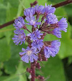 Alpensla / Cicerbita Alpina