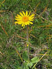 Arnica