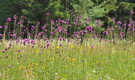 Distels / Echte Alpenschaarde
