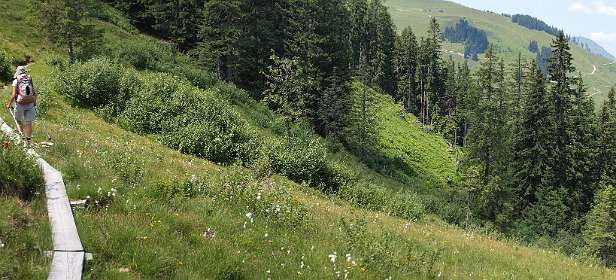 We lopen onder langs de Gampenkogel terug over een bloemrijk pad