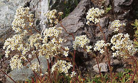 Saxifraga