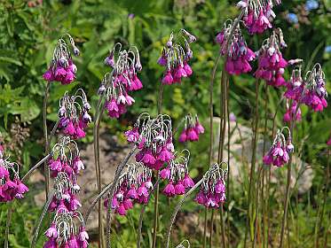 Etage Primula's uit Tibet