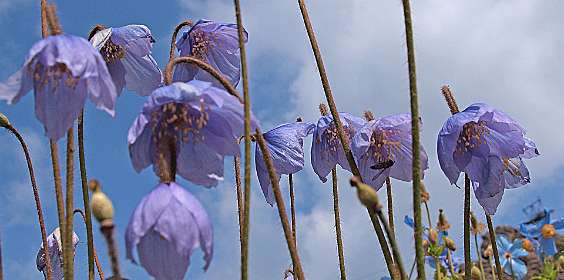 Meconopsis
