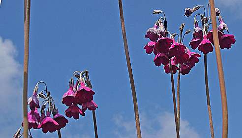 Etage Primula's uit Tibet