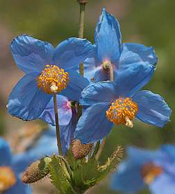 Meconopsis